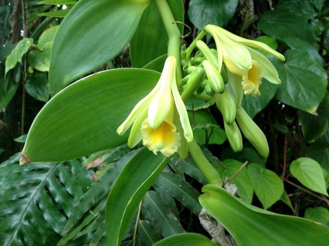 Vanilla_planifolia_(6998639597).jpg