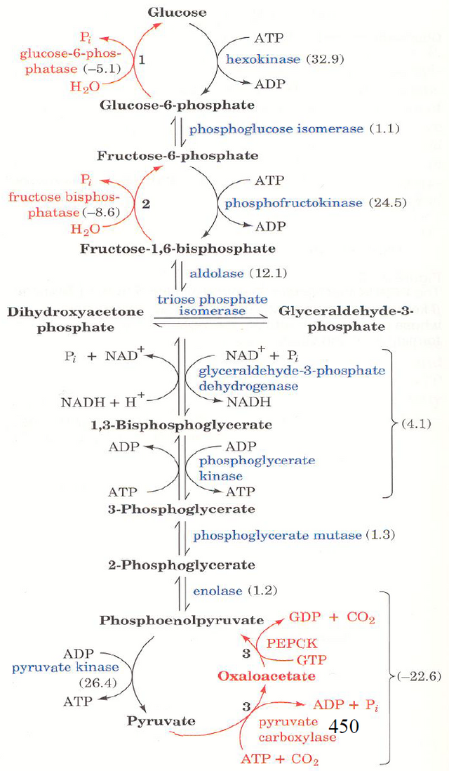 gluconeogenesis.PNG