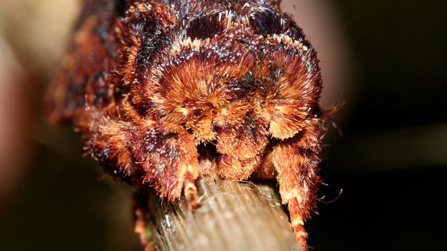 Notodontinae Sorama bicolor Tas n2 BY MV 2017-09-22.jpg