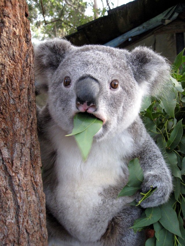 4239273-koala.jpg