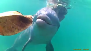 dolphin snap.png