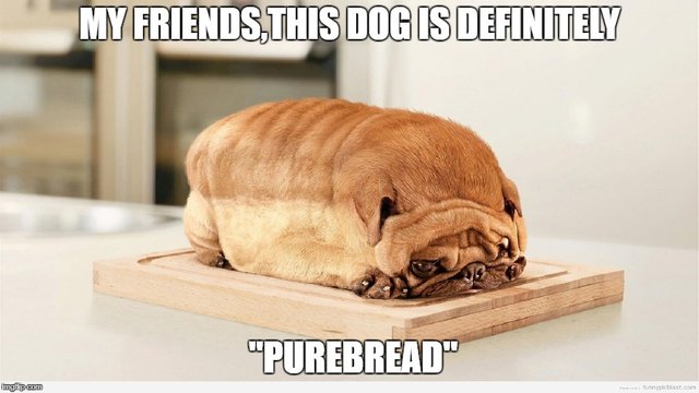 purebread dog meme.jpg