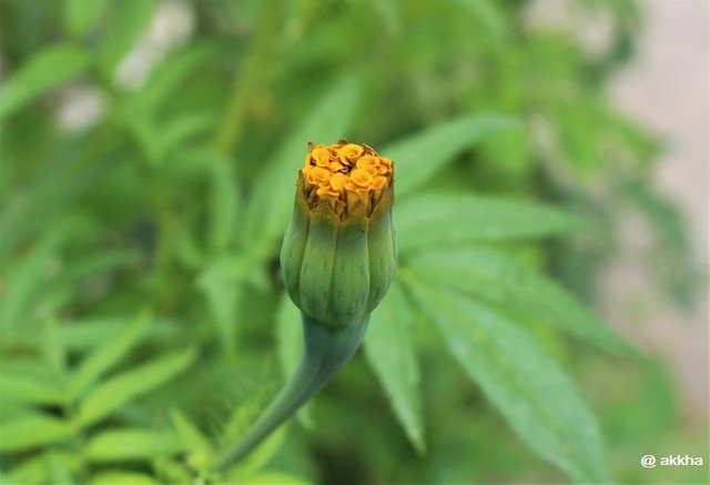Thunge flower 2.JPG