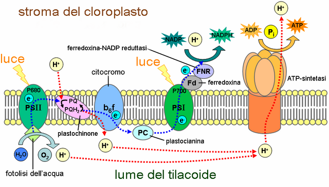 Reazioni_luce-dipendenti.png