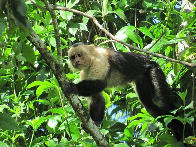 1.1419120000.2-white-faced-capuchin-monkey.jpg