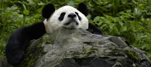 jiuzhaigou-valley panda.jpg