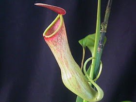 Nepenthes_khasiana.jpg