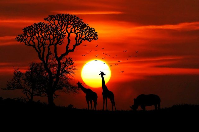 giraffs during sunset.jpeg