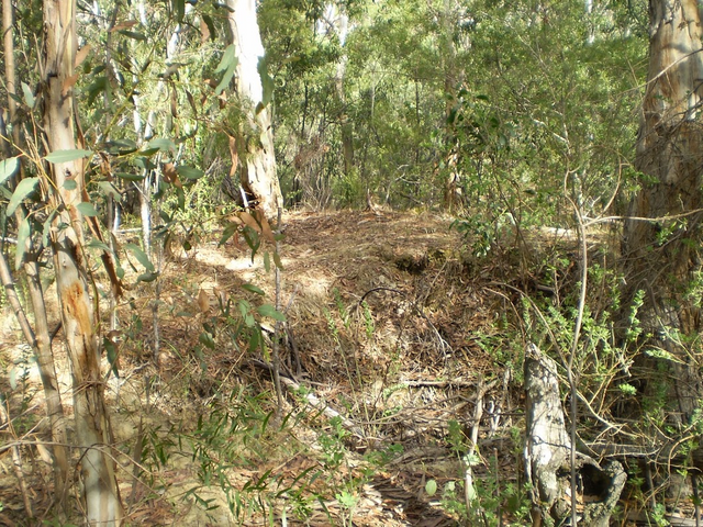 Searching for Gold at Jupiter Creek — Steemit