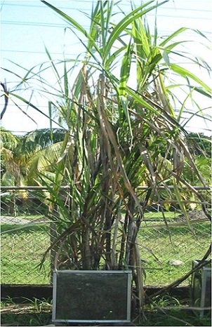 sugarcane.jpg
