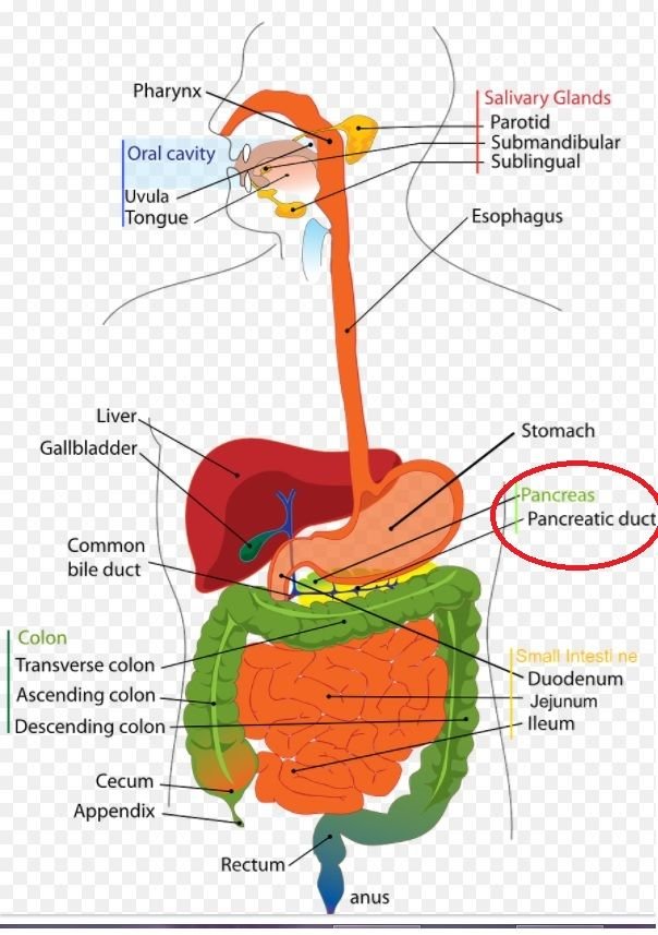 pancreas.jpg