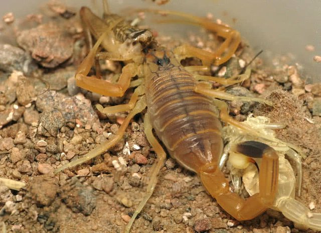 death-stalker-scorpion.jpg