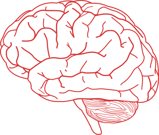 brain-155655_1280.png