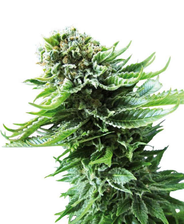 northern-lights-autoflowering-xl.jpg