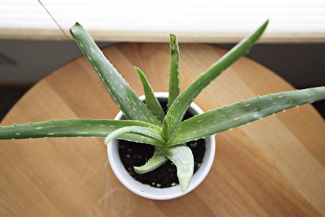 aloe-vera-918662_1280.jpg