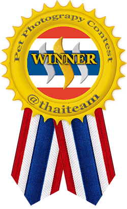 pet photo winner small.png