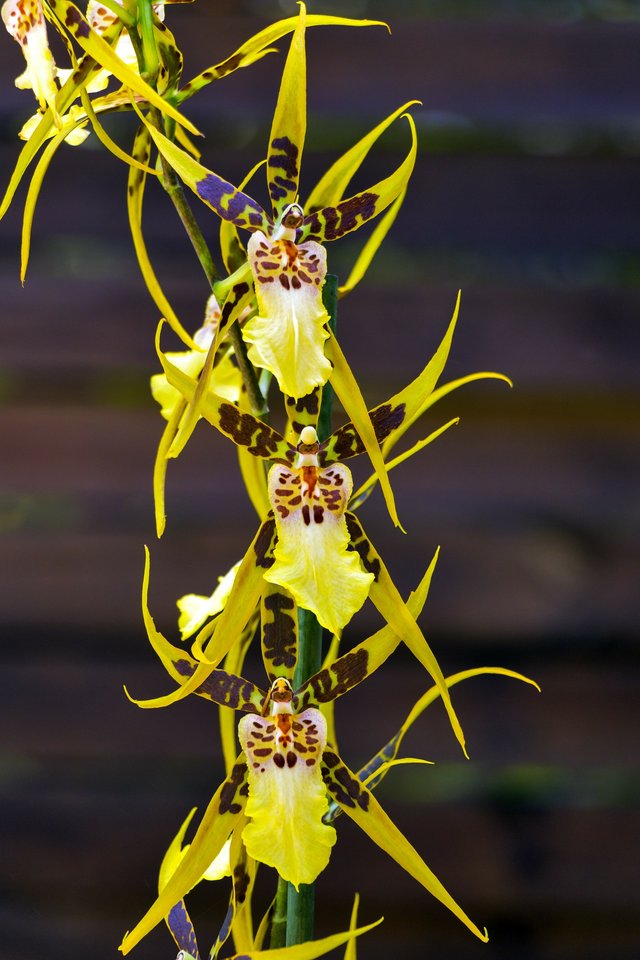 brassia-verrucosa-108872_1920.jpg