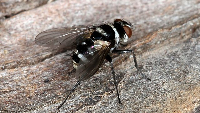 Insects Diptera Tachinidae Trigonospila sp n1 BY 2017-10-10.jpg