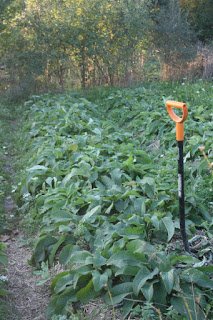 1.Comfrey Beds.JPG