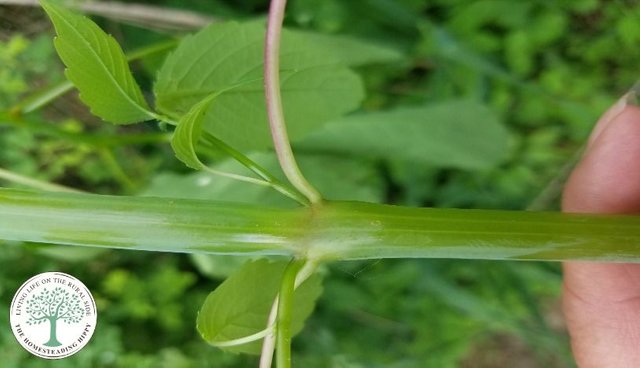 jewelweed stem.jpg