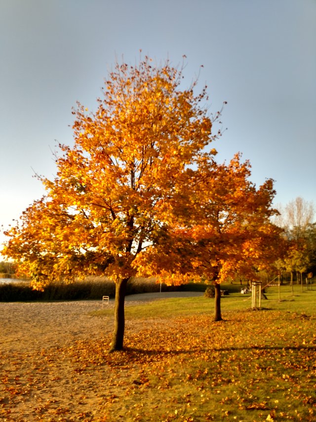 autumn.jpg