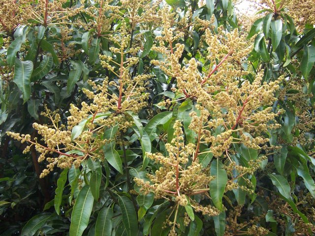 mangifera_indica_flowers2.jpg