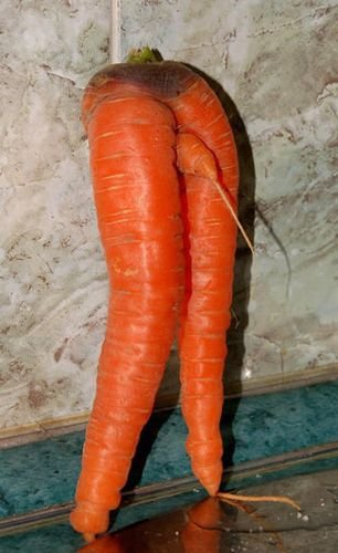 my carrot friend.jpg