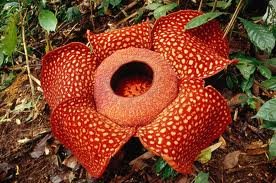 rafflesia.jpeg