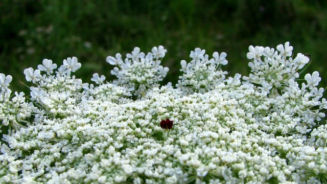 macrophotography