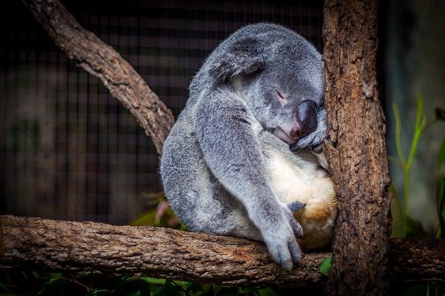 animal-1850877_640.jpg