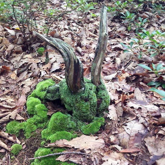 MOSS GOAT'S HEAD SOUP.jpg