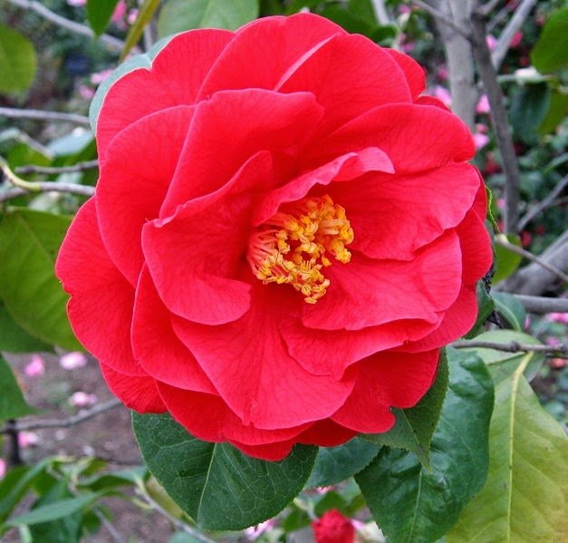 bunga camelia.jpg