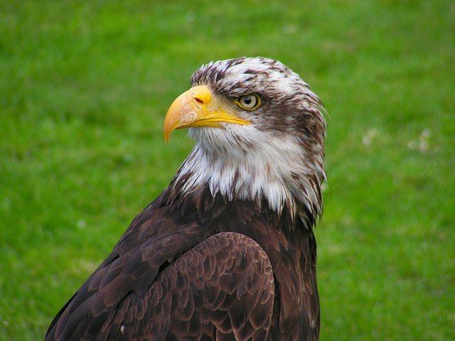 bald-eagle-563535_1920.jpg
