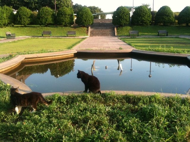 Yamate area Park  cat 2011 030.jpg