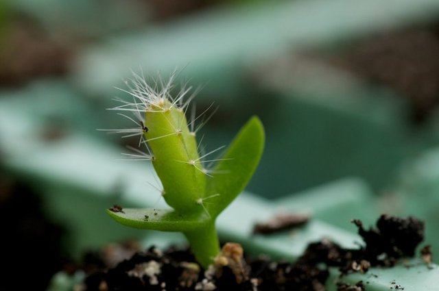 Pitaya_seedling-1024x680.jpg