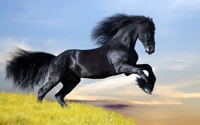 Black_horse_wallpaper_1440x900.jpg