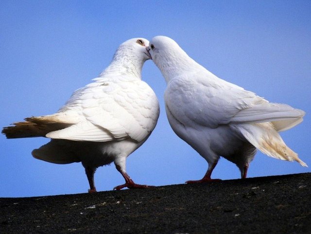 Gambar-Burung-Merpati-Unik.jpg