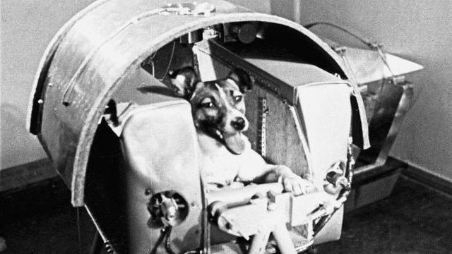 on-this-day-laika-the-dog-makes-space-history-136401421443103901-151103001005.jpg