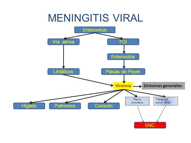 MENINGITIS+VIRAL+Enterovirus+Vía+aérea+TGI+Enterocitos+Linfáticos.jpg