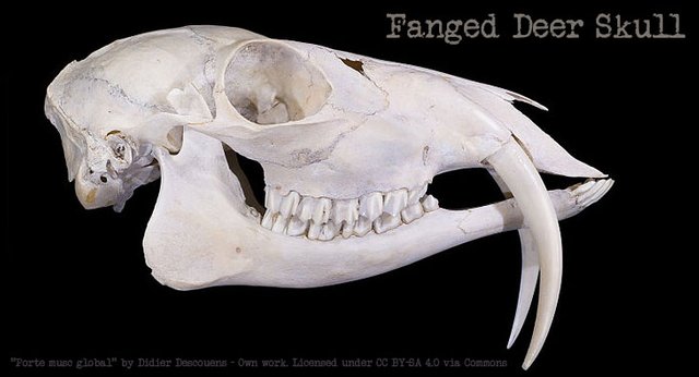 fanged-deer4.jpg