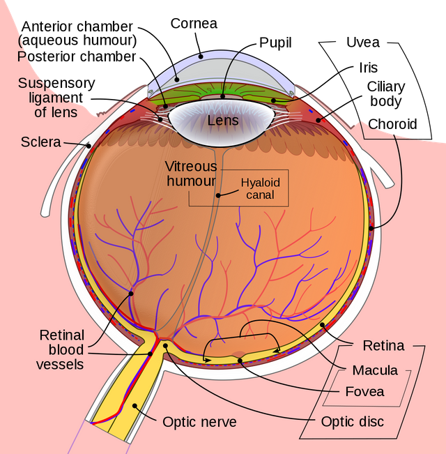 1280px-Schematic_diagram_of_the_human_eye_en.svg.png