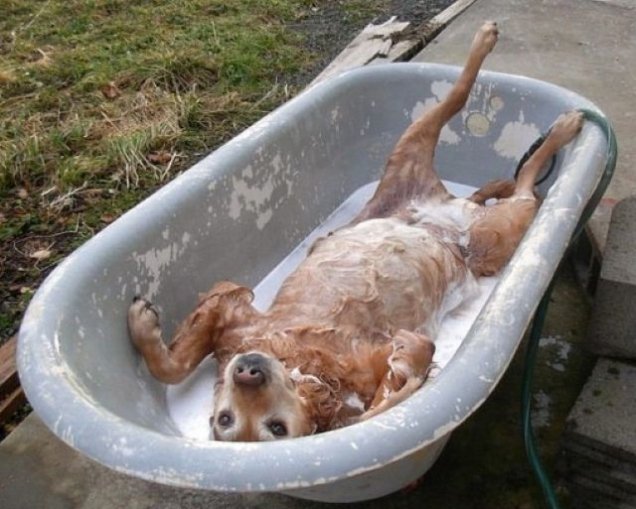 jack enjoying his bath.jpg