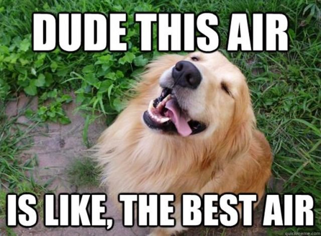 Dude-This-Air-Is-Like-The-Best-Air-Funny-Dog-Meme-Picture.jpg