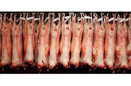 lamb---hanging-carcases3-452x298.jpg