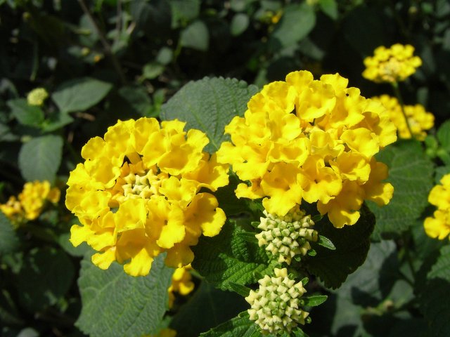 lantana-camara-2721300_1920.jpg