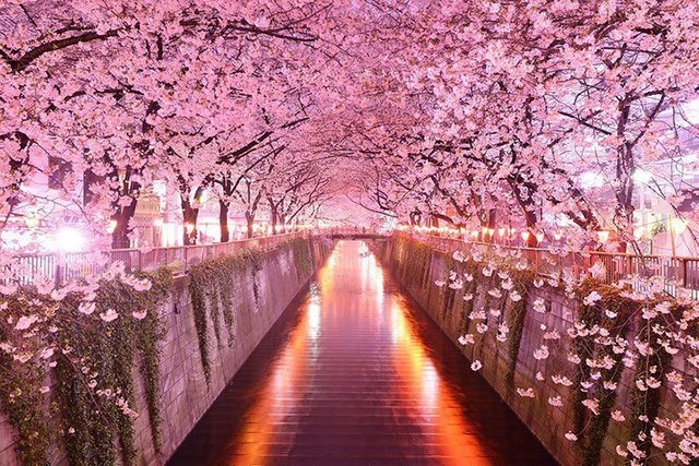 cherry-blossoms-sakura-tunnel-japan.jpg