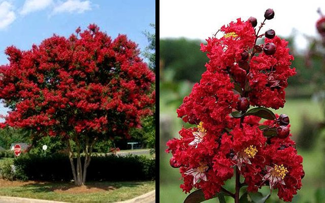 Picture-Crape-Myrtle-Dynamite-2.jpg