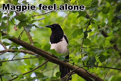 magpie-2364332__340.jpg