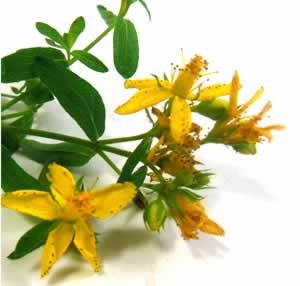 SP St Johns wort.jpg