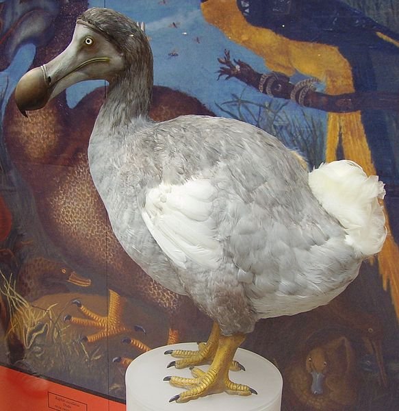 583px-Dodo_1.JPG